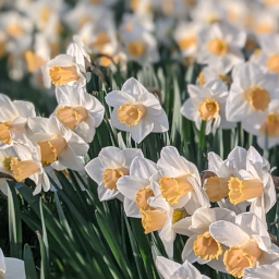 A field of daffodils