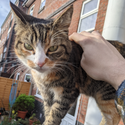 A person stroking a cat looking at the camera