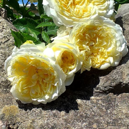 A picture of yellow flowers over a wall