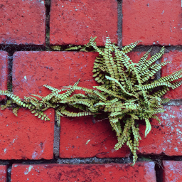 Leaves growing from the cracks of a brick wall