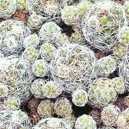 Several cactus plants packed into one area